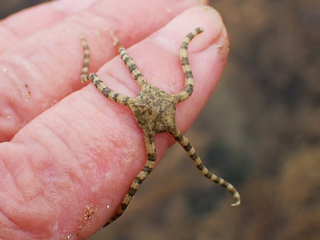 Ophiodyscrita