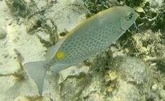 Siganus guttatus