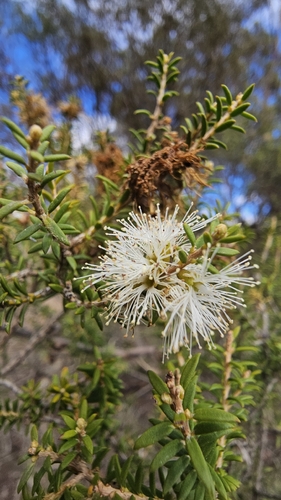Moonah (Melaleuca lanceolata)