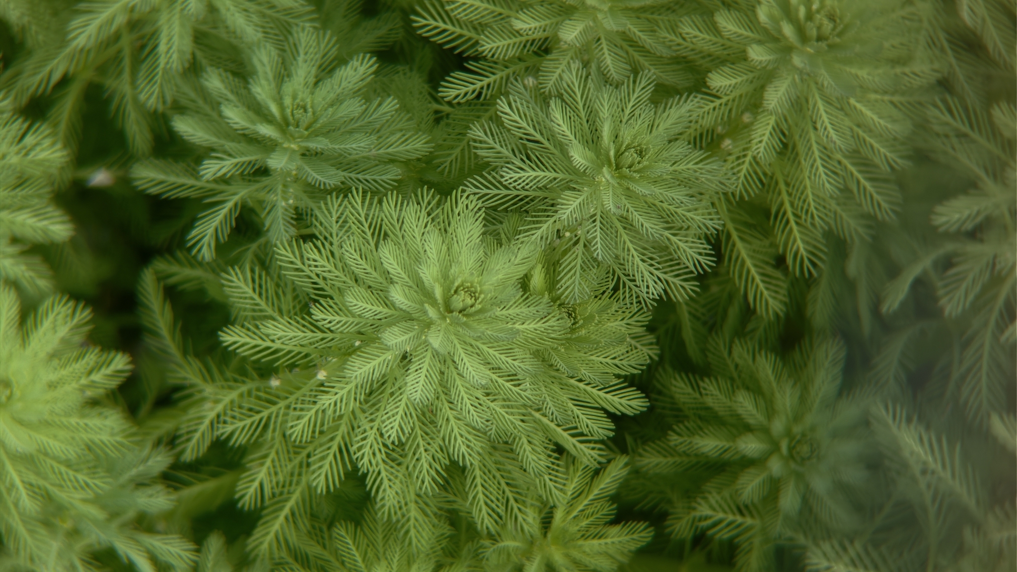 Parrot Feather Watermilfoil (Myriophyllum aquaticum)