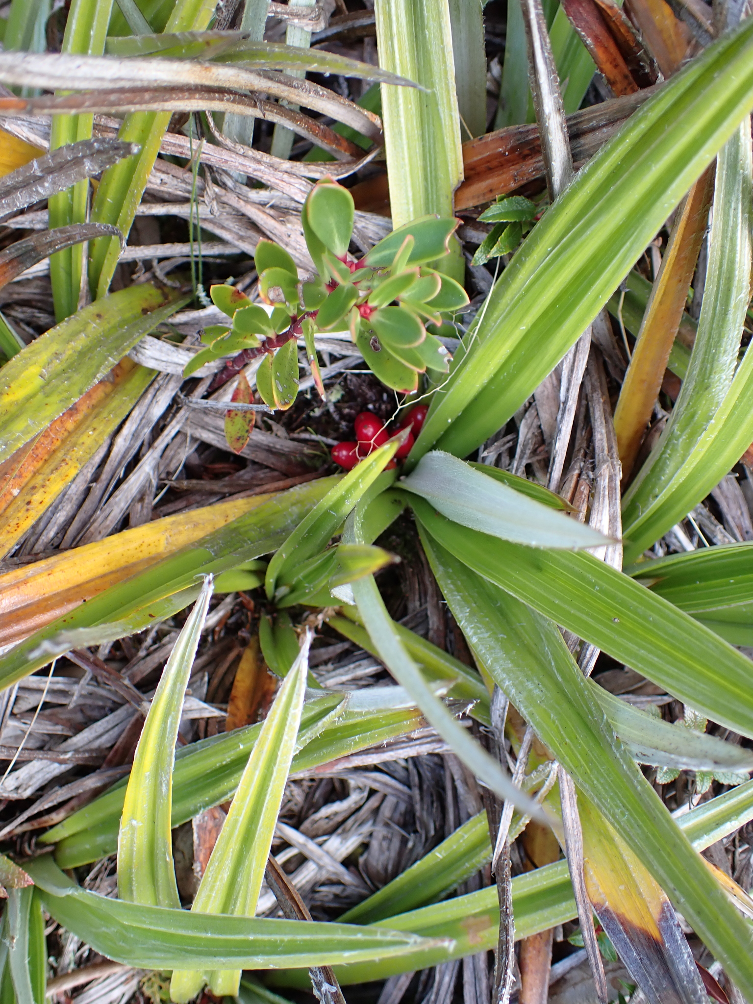 Pineapple Grass (Astelia alpina)