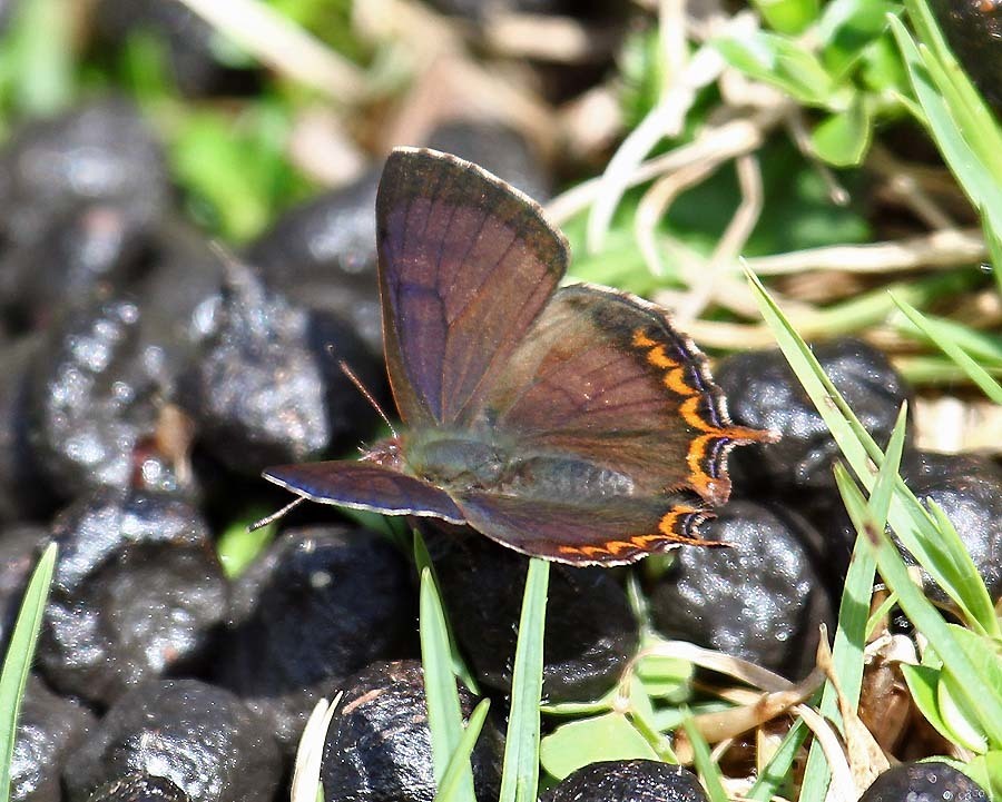 Iophanus