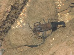 Macrobrachium laevis