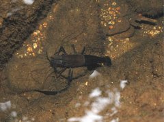 Macrobrachium laevis