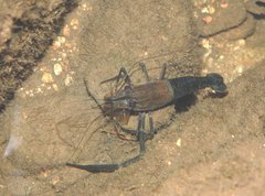Macrobrachium laevis