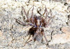 Liocranum rupicola