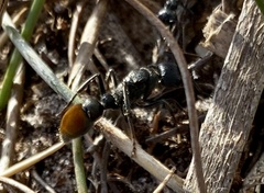 Myrmecia mandibularis
