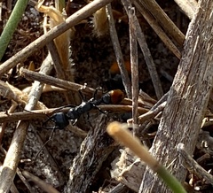 Myrmecia mandibularis