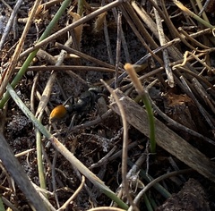 Myrmecia mandibularis