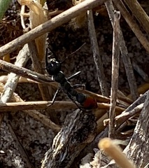 Myrmecia mandibularis