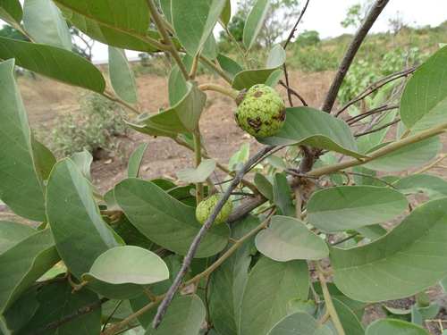 Annona senegalensis image