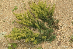 Artemisia littoricola