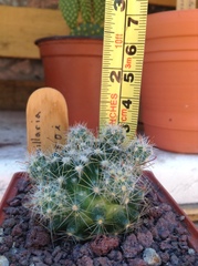 Mammillaria oteroi