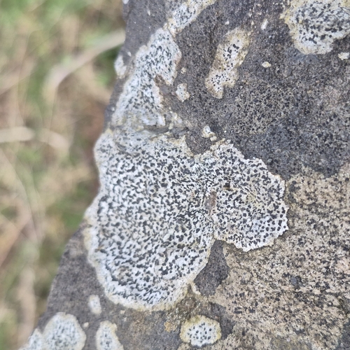 Rhizocarpon petraeum, 2026-04-07