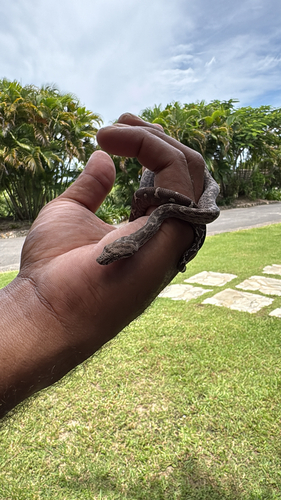Candoia bibroni observed 2026-03-15