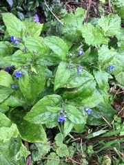 Pentaglottis sempervirens