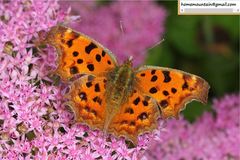 Polygonia c-aureum lunulata
