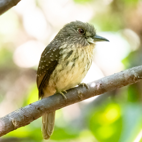 White-whiskered Puffbird