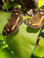 Telenassa berenice