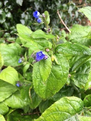 Pentaglottis sempervirens