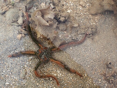 Photo of Giant Green Brittle Star (Ophiarachna incrassata)
