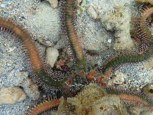 Photo of Giant Green Brittle Star (Ophiarachna incrassata)