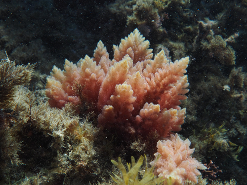 red sea plume (Asparagopsis taxiformis)