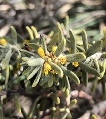 Thymelaea tinctoria