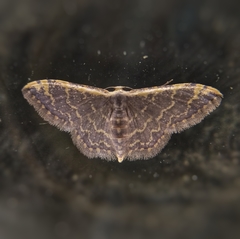 Idaea costiguttata