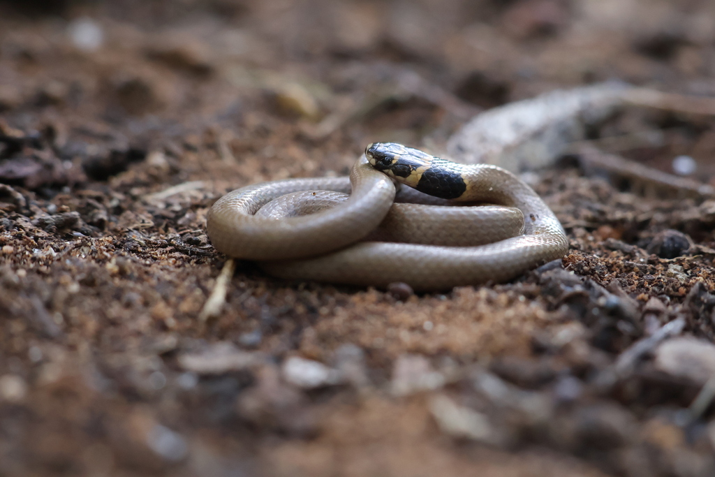 Roth's Dwarf Snake from נתניה, ישראל on March 31, 2026 at 03:39 PM by ...