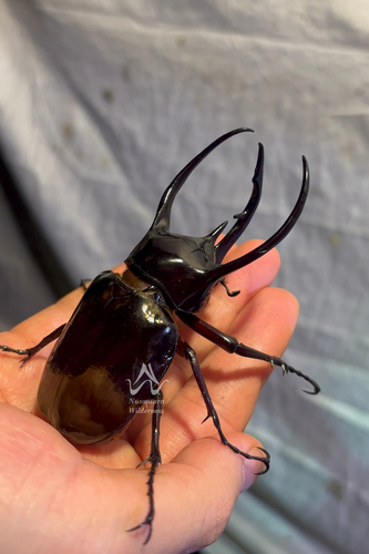 Chalcosoma chiron chiron