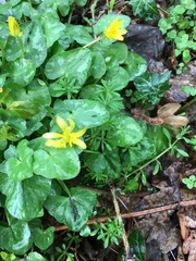Ficaria verna
