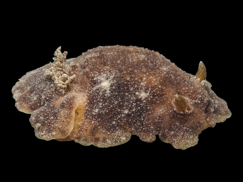 Geitodoris planata