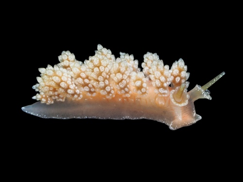 Doto fragilis