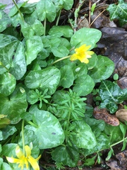 Ficaria verna