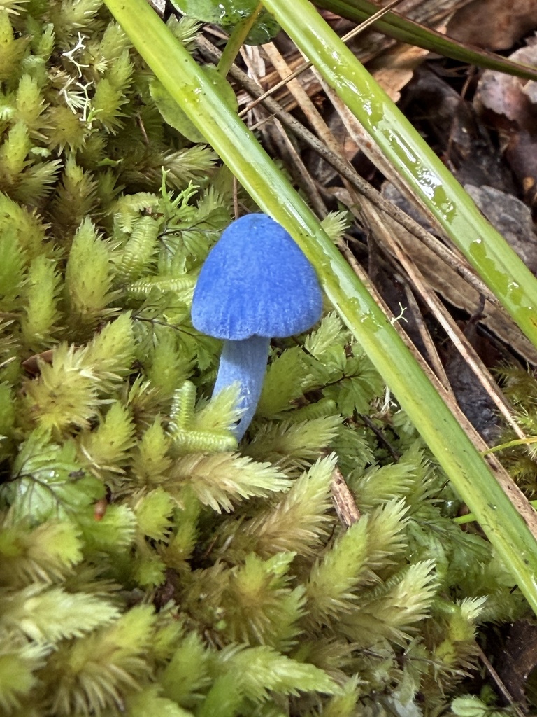 Entoloma hochstetteri · April 2026 · photo: © charliethomas (iNaturalist, cc0)