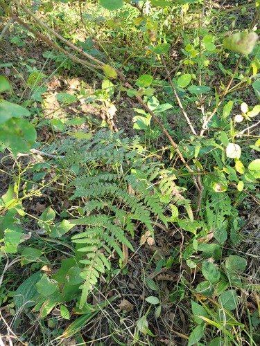 eastern brackenfern (Pteridium latiusculum)