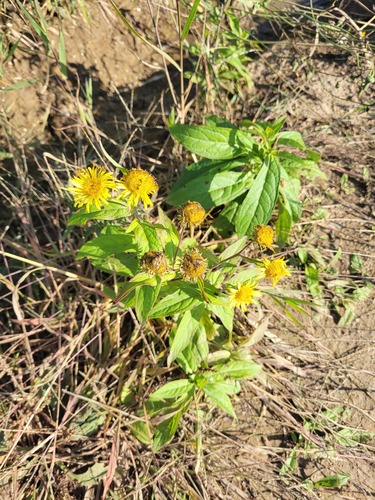Oriental yellowhead (Inula japonica)