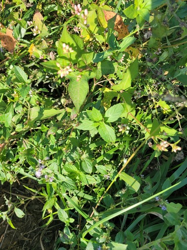 Canada mint (Mentha canadensis)
