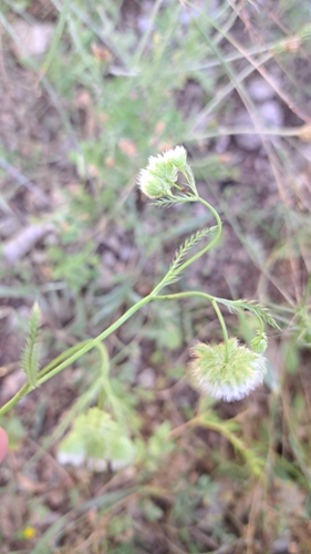 Fluffy Thimbleweed (Lagoecia cuminoides)