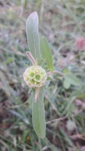 Carmel Daisy (Lomelosia prolifera)