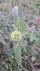 Lomelosia prolifera, photograph (c) Nachman bones, some rights reserved (CC BY)