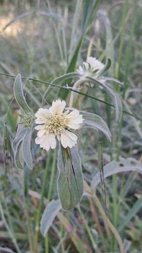 Lomelosia prolifera, photograph 4