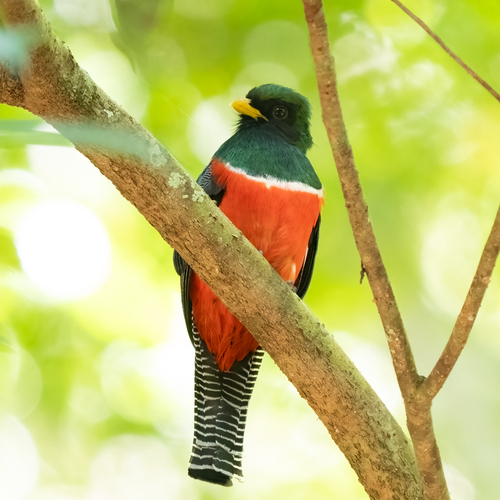 Collared Trogon