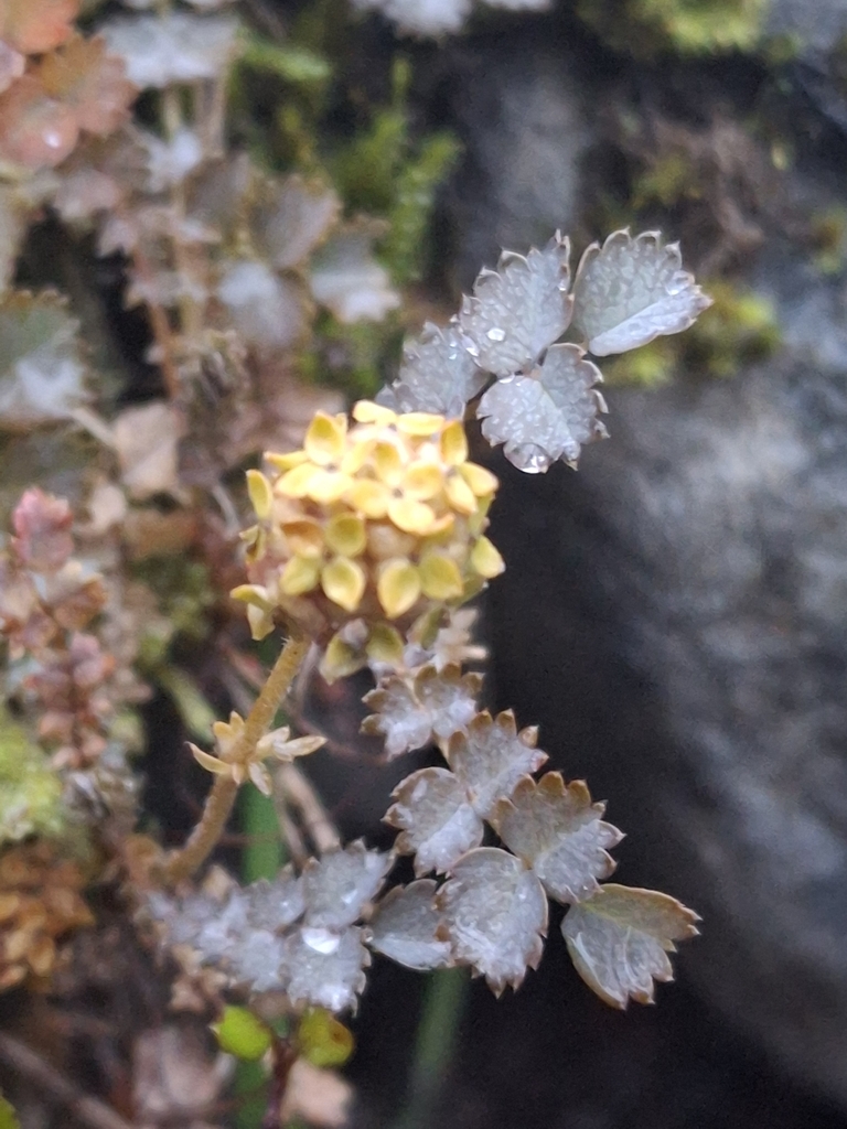 Acaena inermis (Acaena inermis)