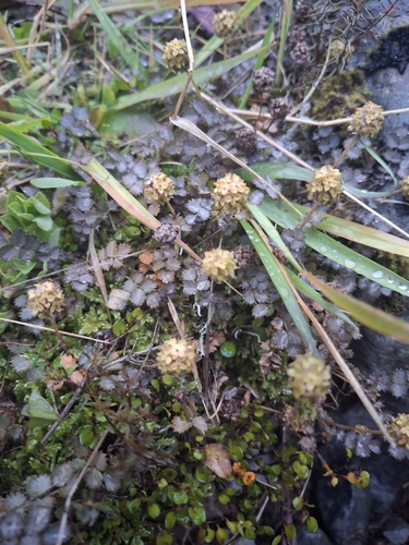 Acaena inermis, photograph 4