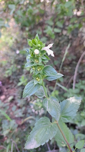 White Hedge-nettle (Prasium majus)