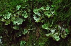 Lobaria pulmonaria