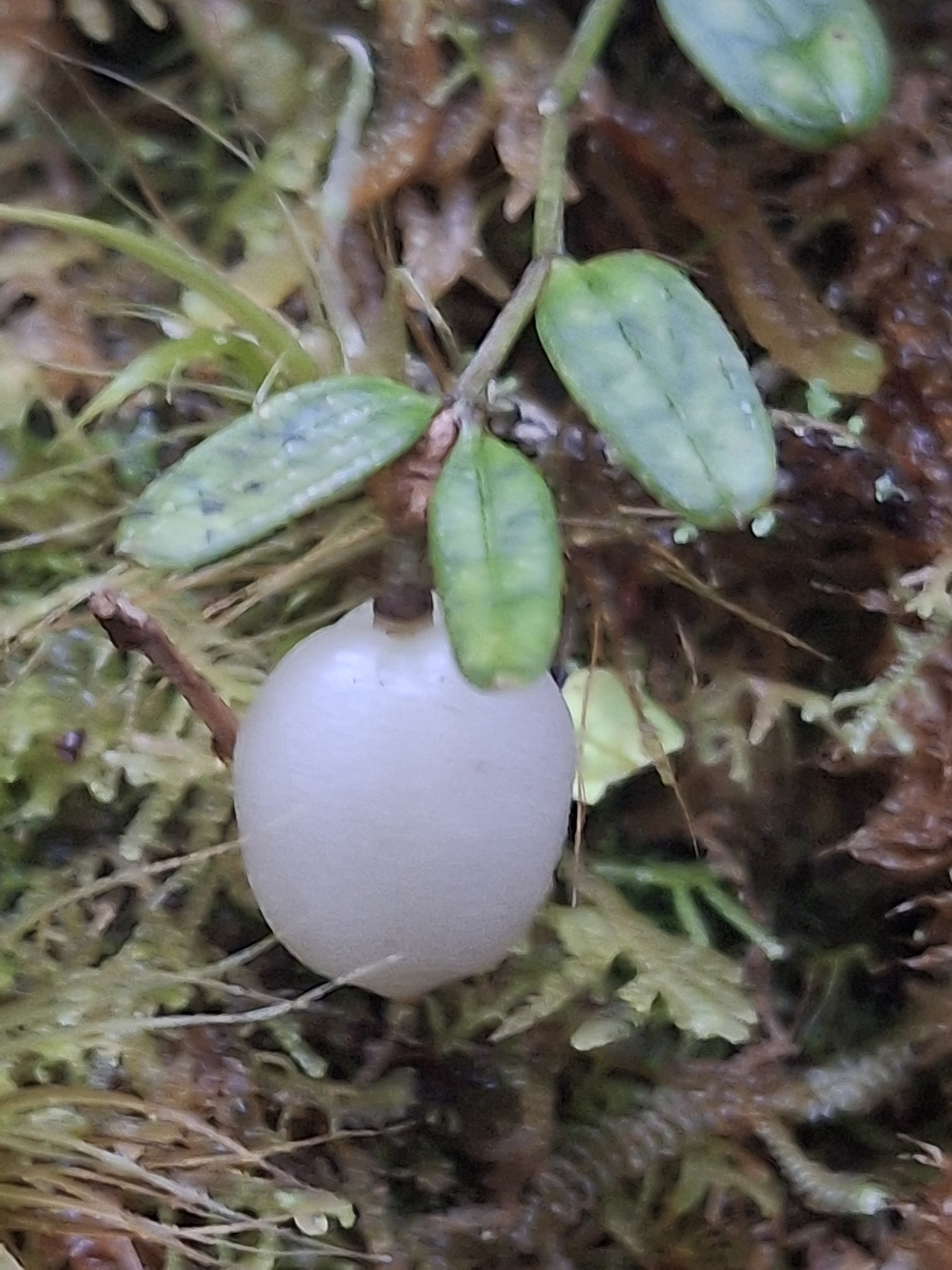 Lantern Berry (Luzuriaga parviflora)