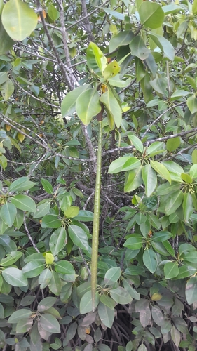 Rhizophora mucronata